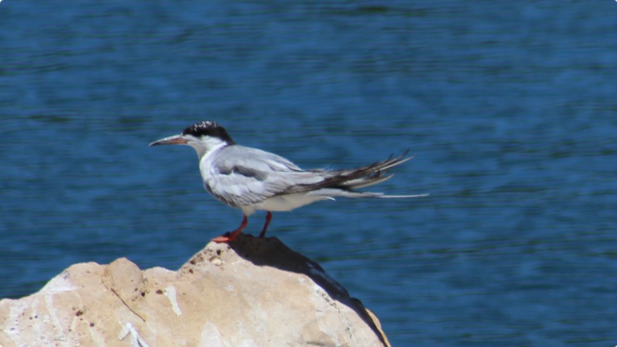 Forster's Tern - ML639797319