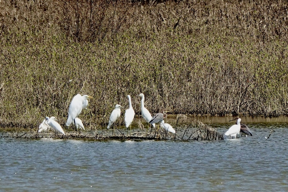 Little Blue Heron - ML639797326