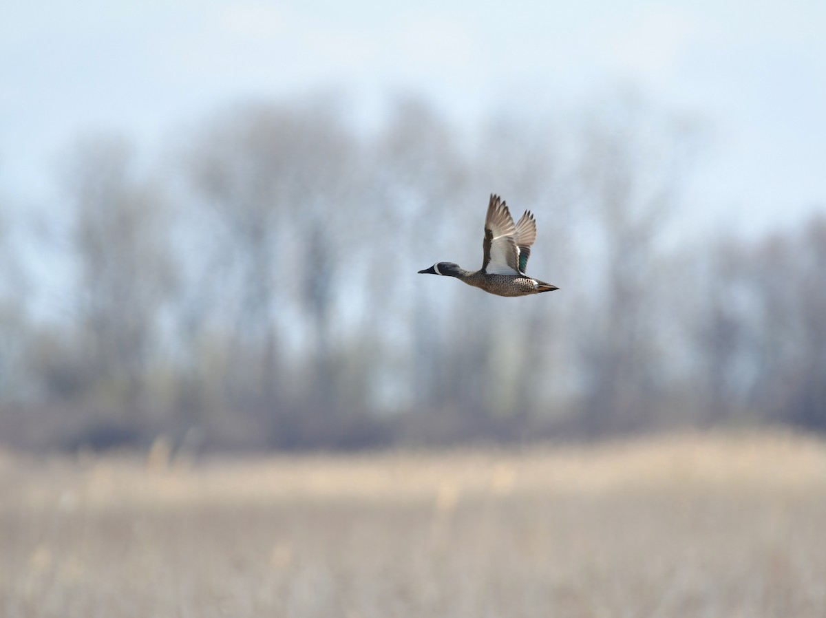 Blue-winged Teal - ML639797352