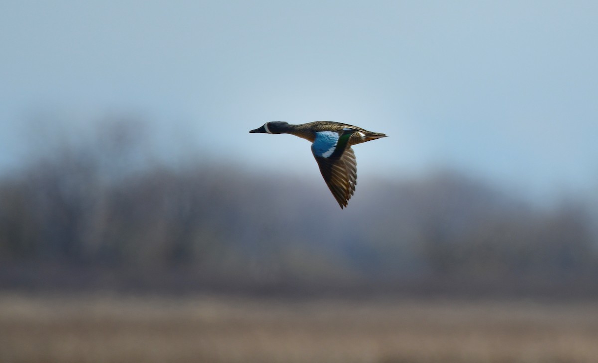 Blue-winged Teal - ML639797368
