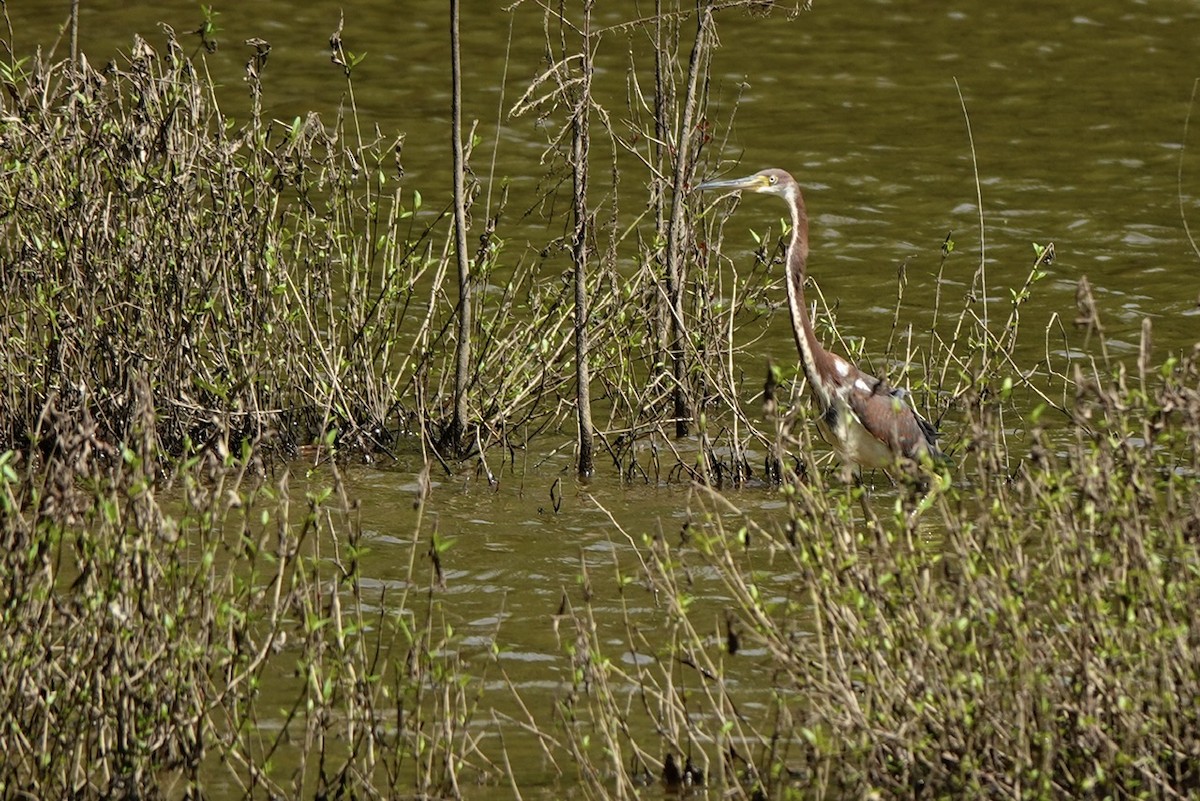 Tricolored Heron - ML639797369