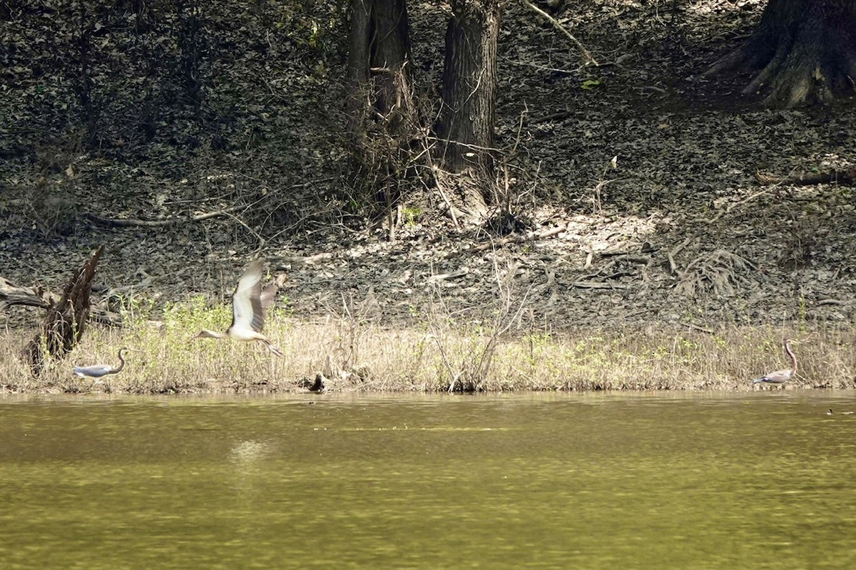 Tricolored Heron - ML639797370