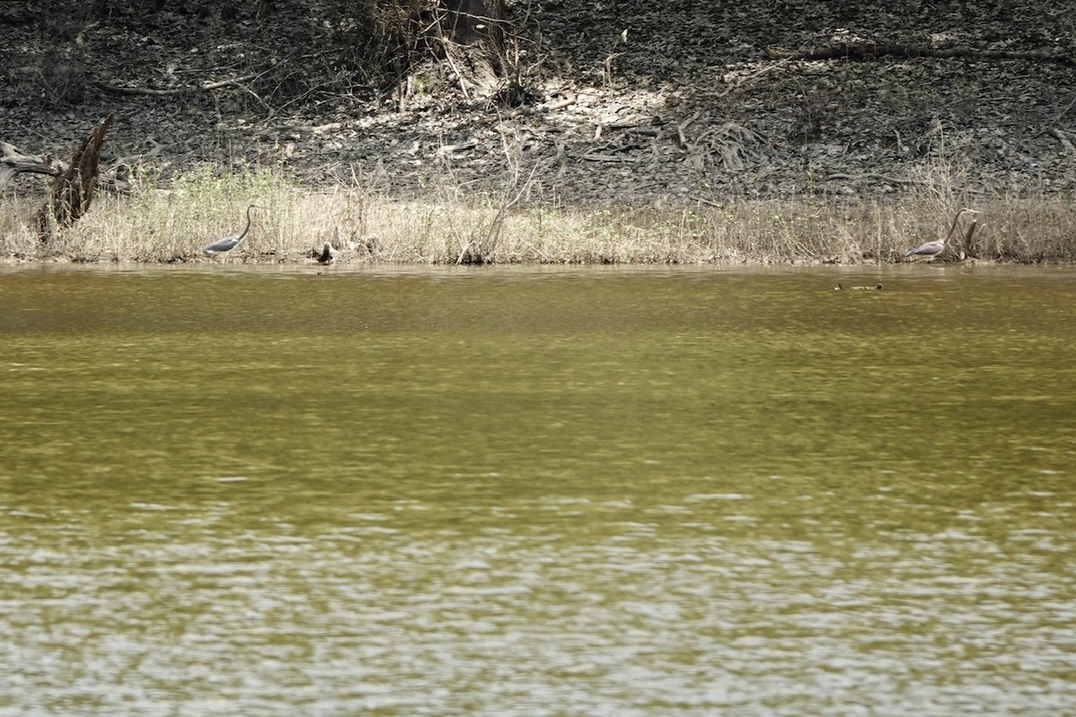 Tricolored Heron - ML639797371