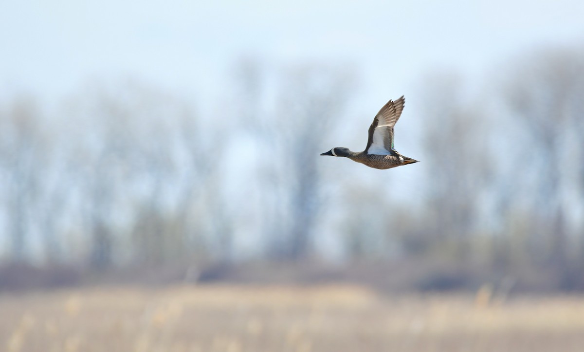 Blue-winged Teal - ML639797372