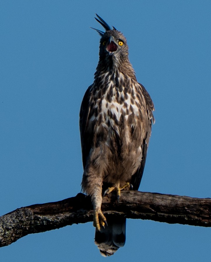 Changeable Hawk-Eagle (Crested) - ML639797468