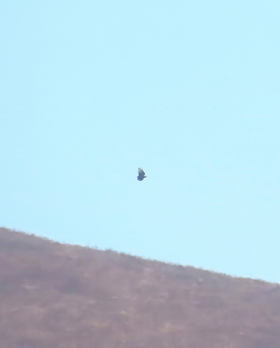 Black Vulture - ML639797547