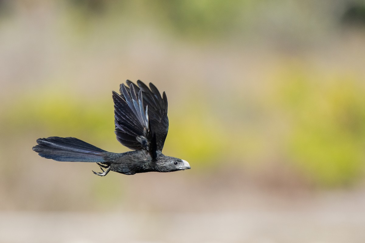 Groove-billed Ani - ML639797638