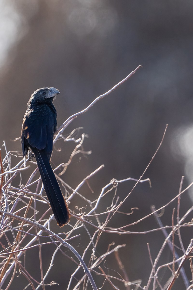 Groove-billed Ani - ML639797639