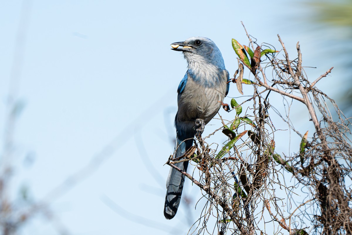 Florida Scrub-Jay - ML639797653