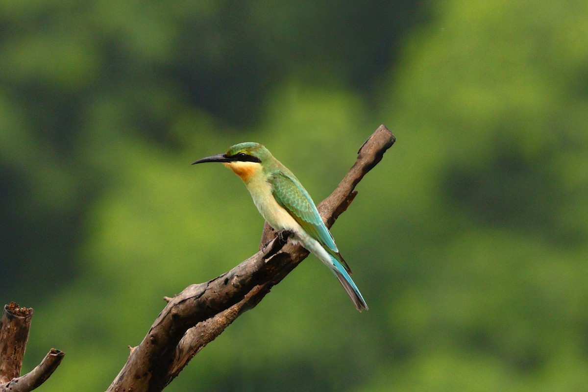 Blue-tailed Bee-eater - ML639797703