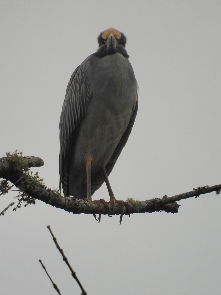 Yellow-crowned Night Heron - ML639797709