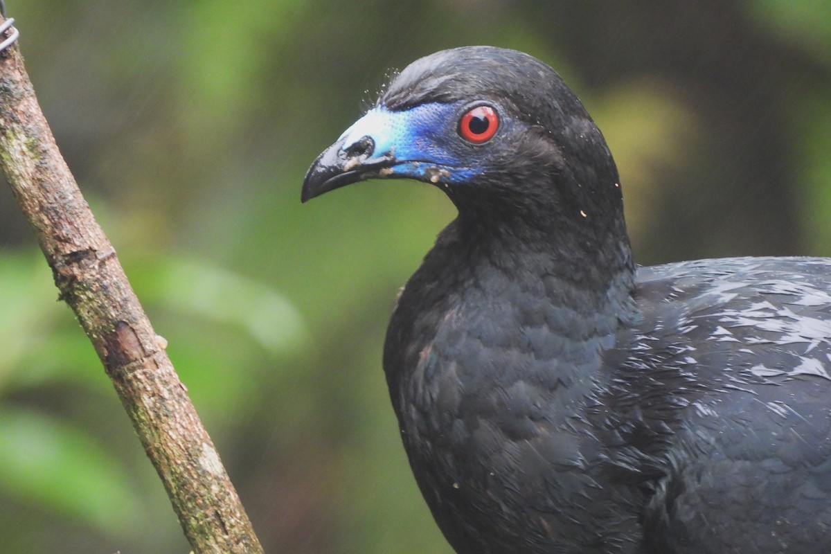 Schwarzguan - ML639797724