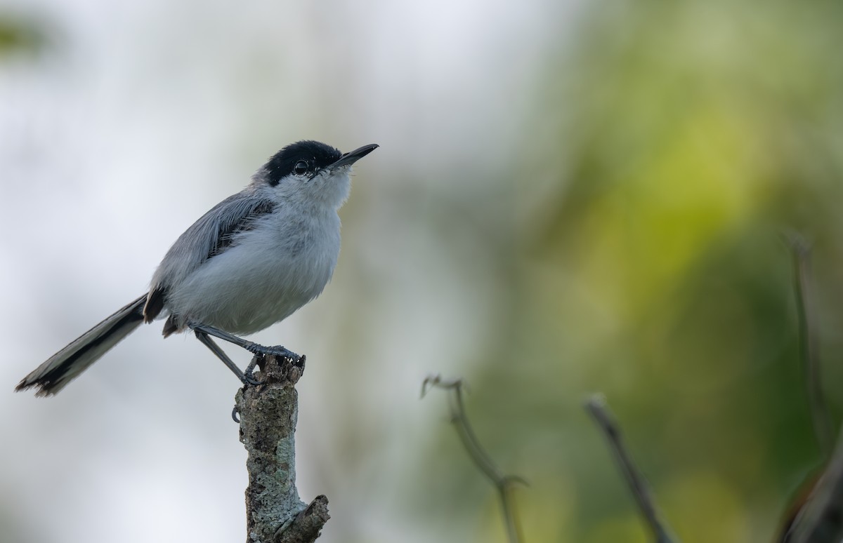 Yucatan Gnatcatcher - ML639797751