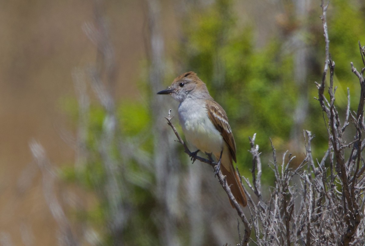 Ash-throated Flycatcher - ML639797771