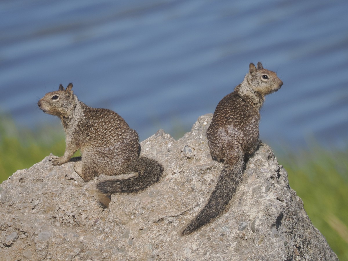 Mammals - Brooke Zhou