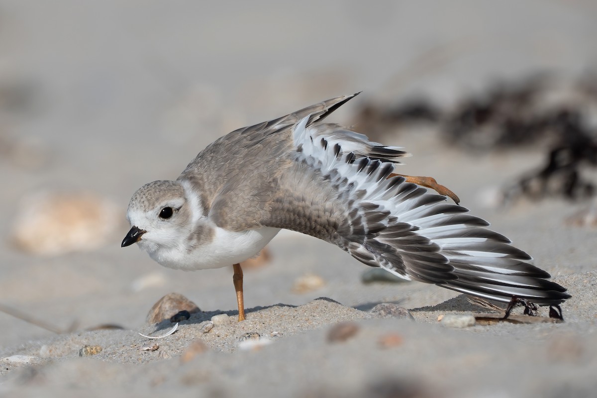 Piping Plover - ML639797928