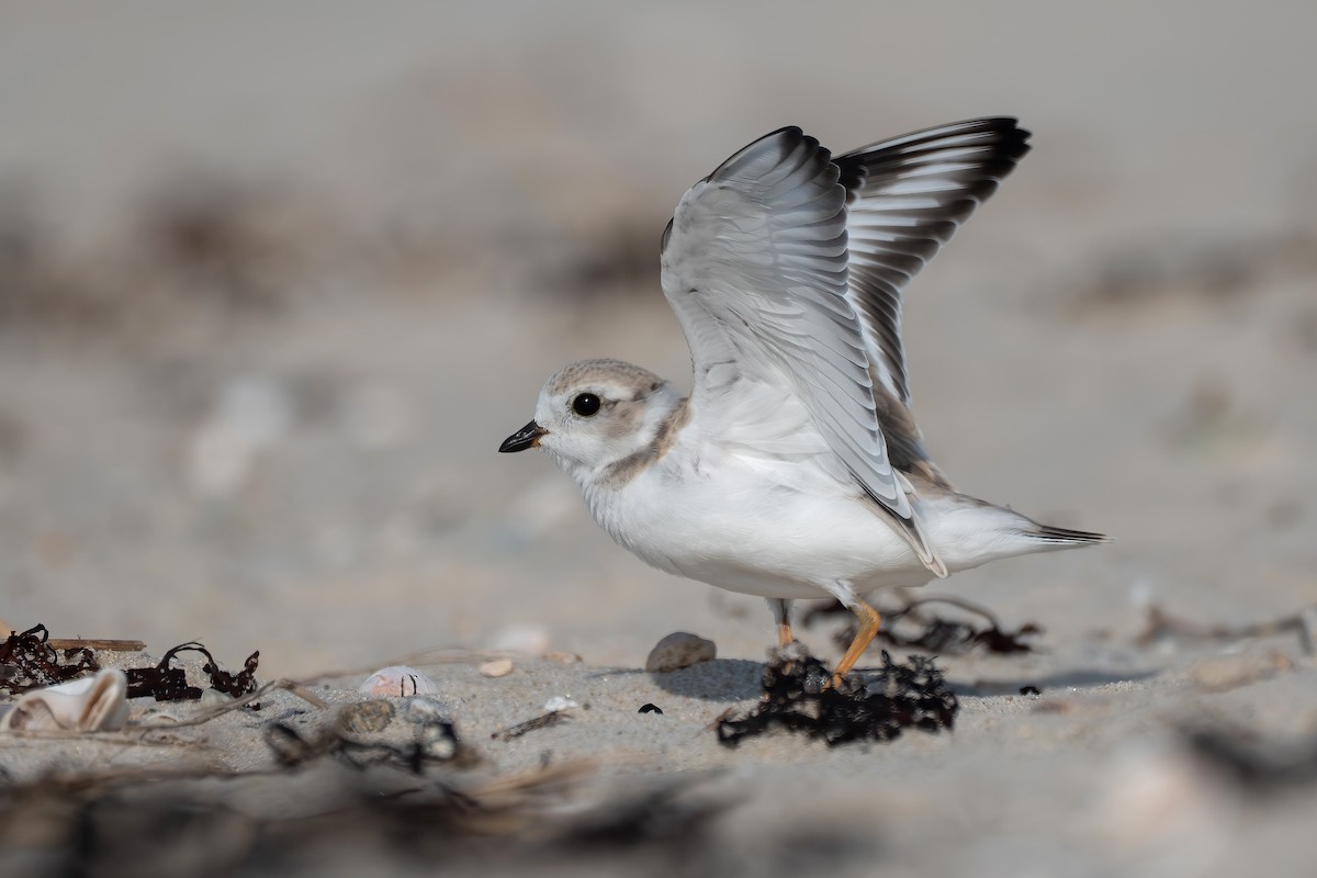 Piping Plover - ML639797930