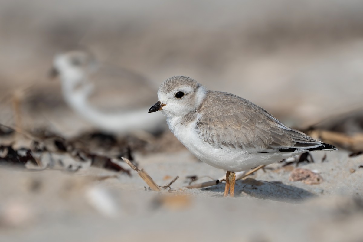Piping Plover - ML639797937