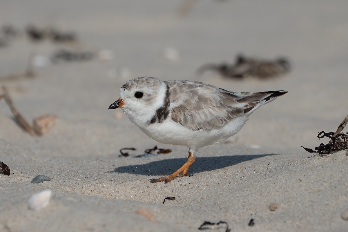 Piping Plover - ML639797938