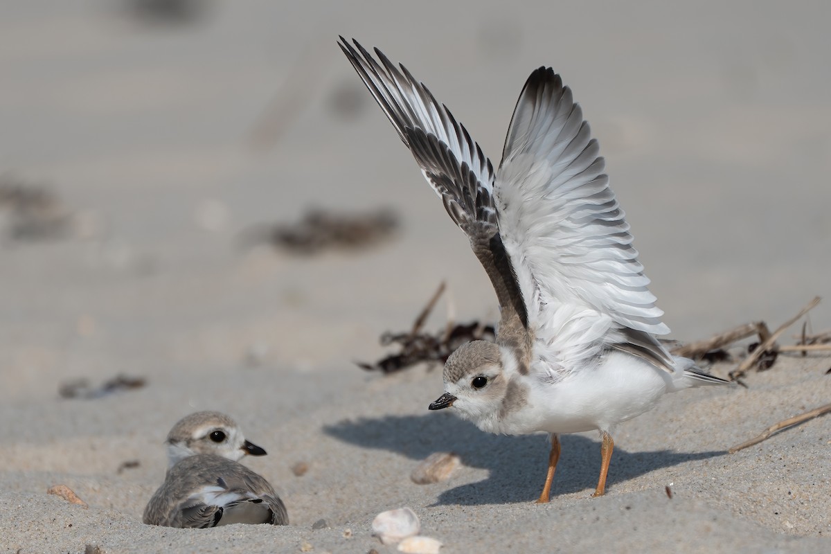 Piping Plover - ML639797946