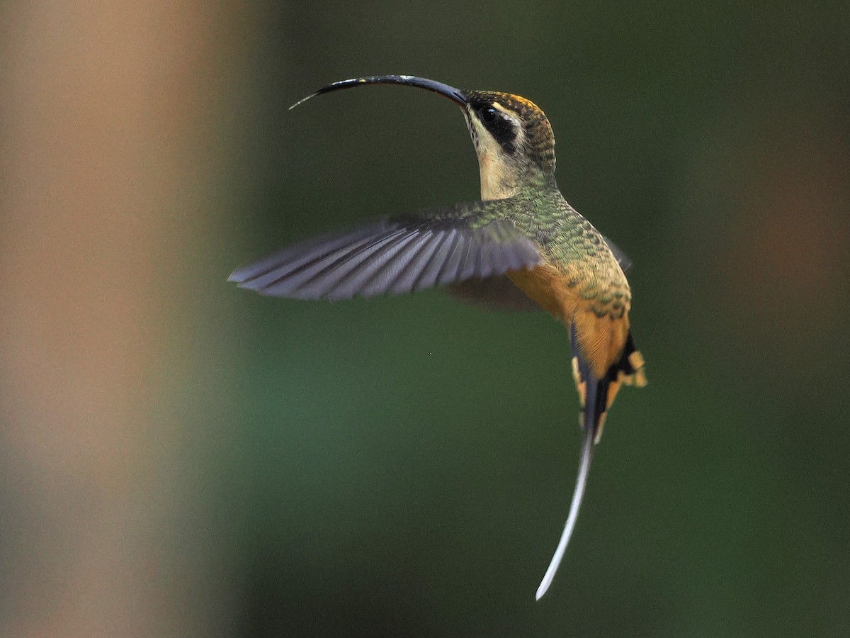 Tawny-bellied Hermit - ML639797970