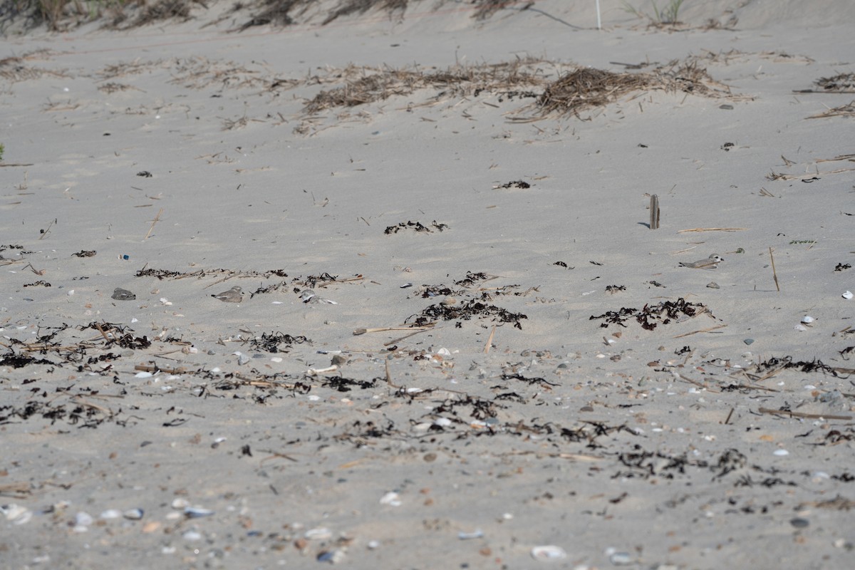 Piping Plover - ML639797978
