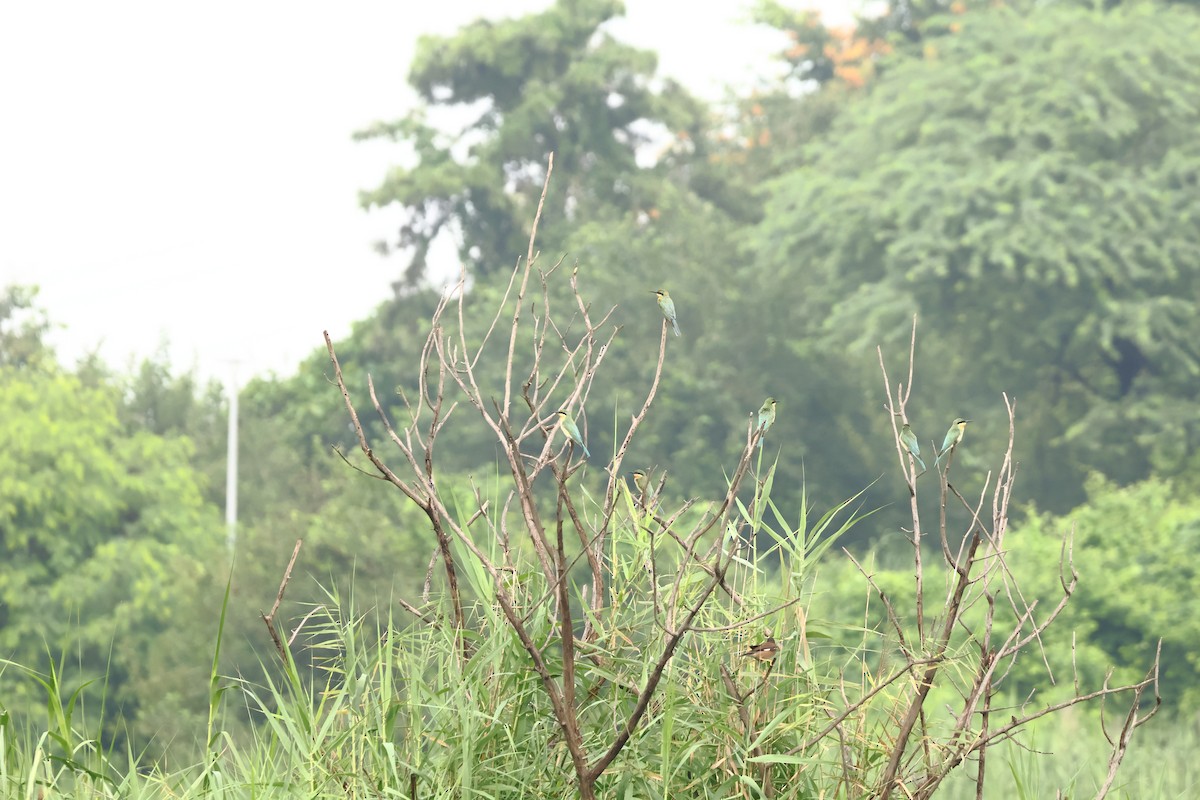 Blue-tailed Bee-eater - ML639797980