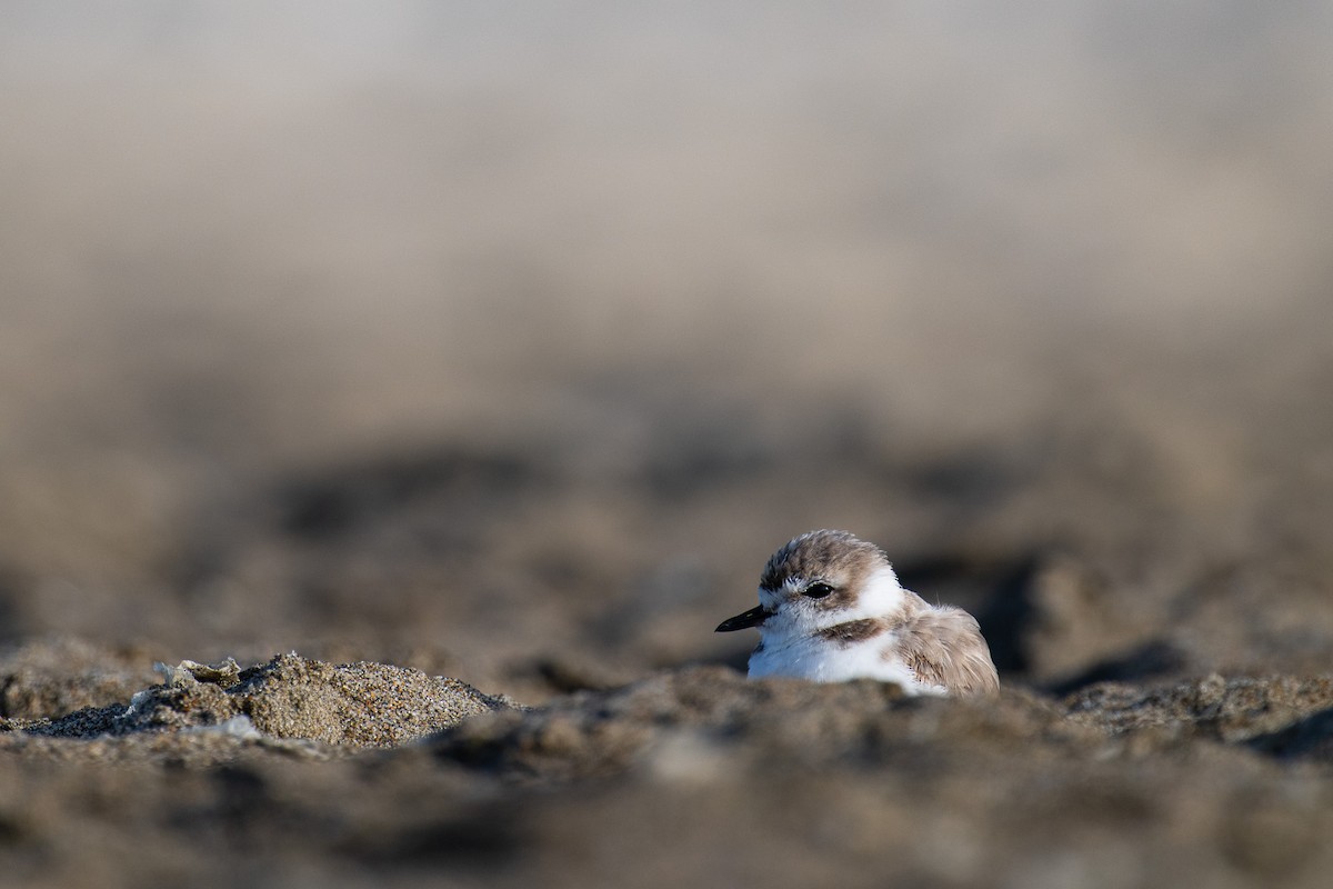 Snowy Plover - ML639798006