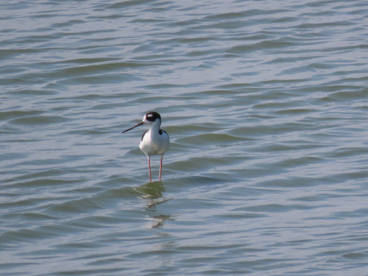 Black-necked Stilt - ML639798041