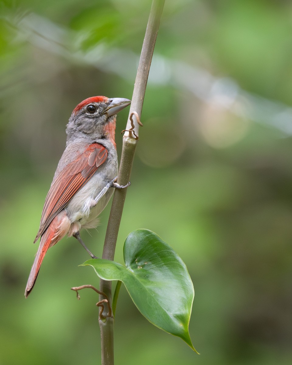 Rose-throated Tanager - ML639798138
