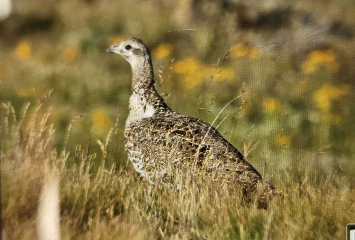 Greater Sage-Grouse - ML639798143