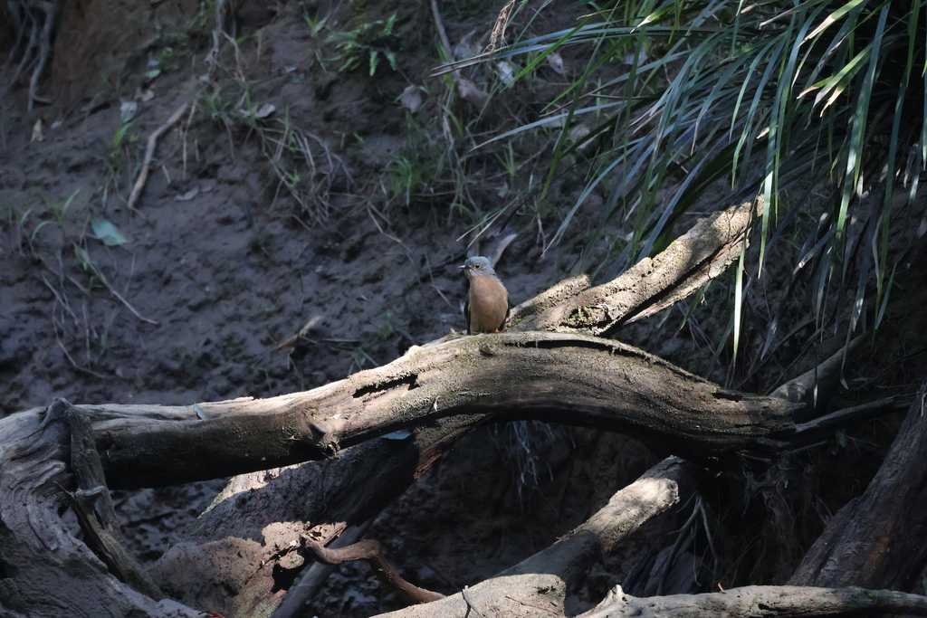 Fan-tailed Cuckoo - ML639798229