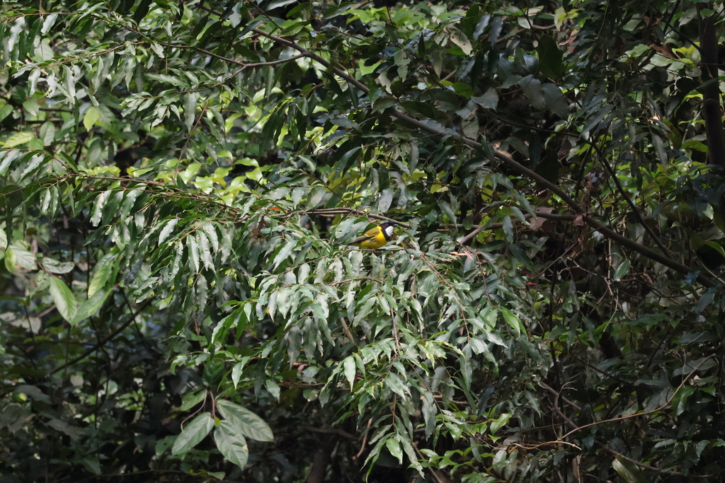 Golden Whistler - ML639798253