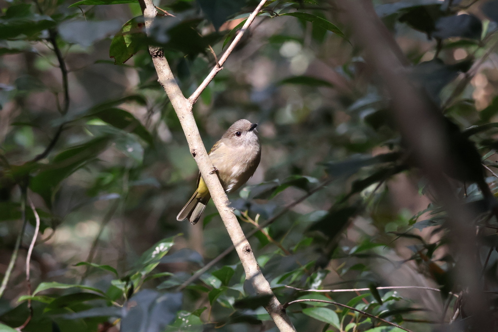 Golden Whistler - ML639798263