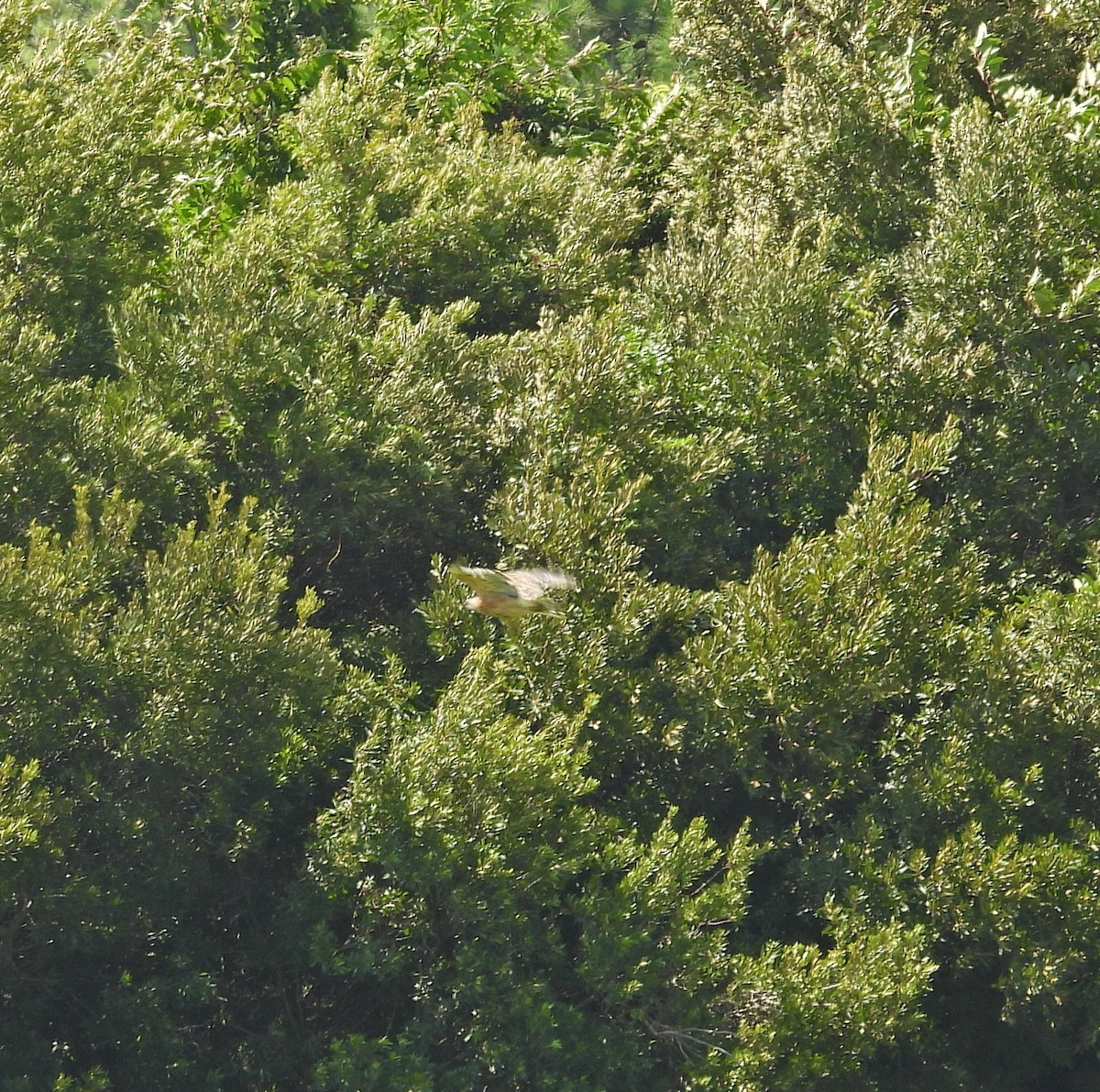 Red-shouldered Hawk - ML639798401