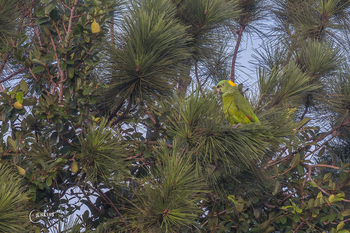 Yellow-naped Amazon - ML639798446