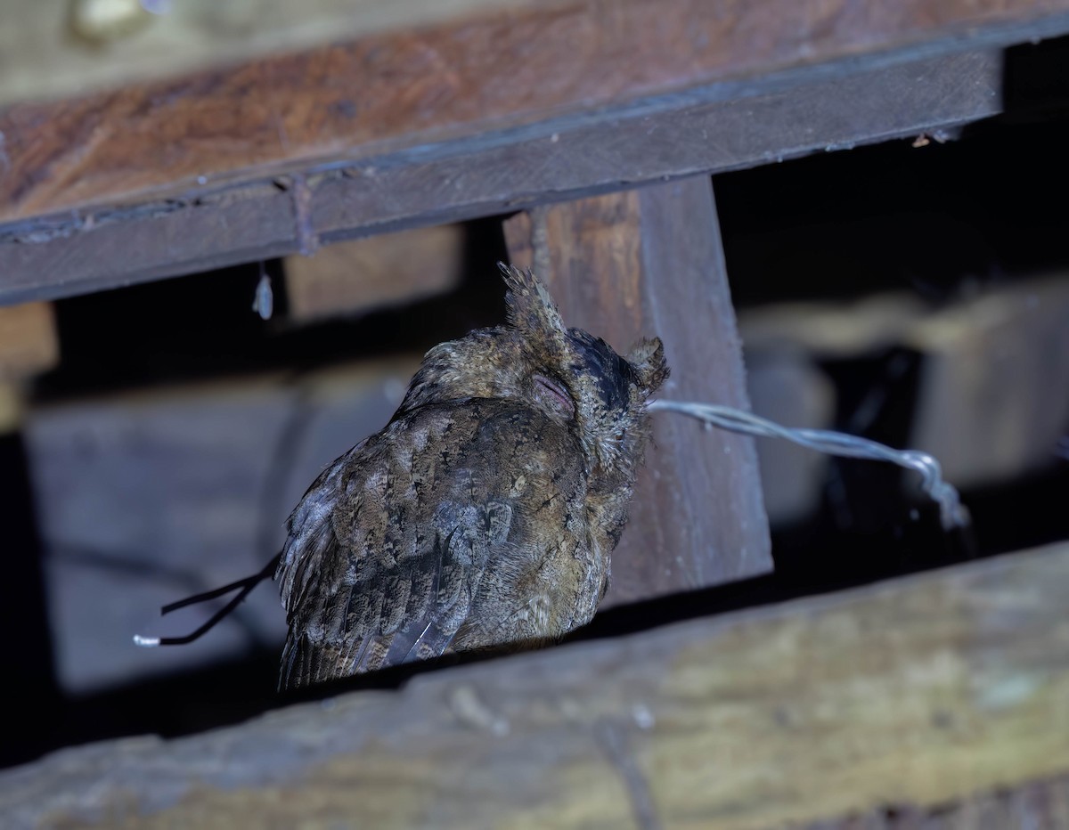 Everett's Scops-Owl - ML639798462