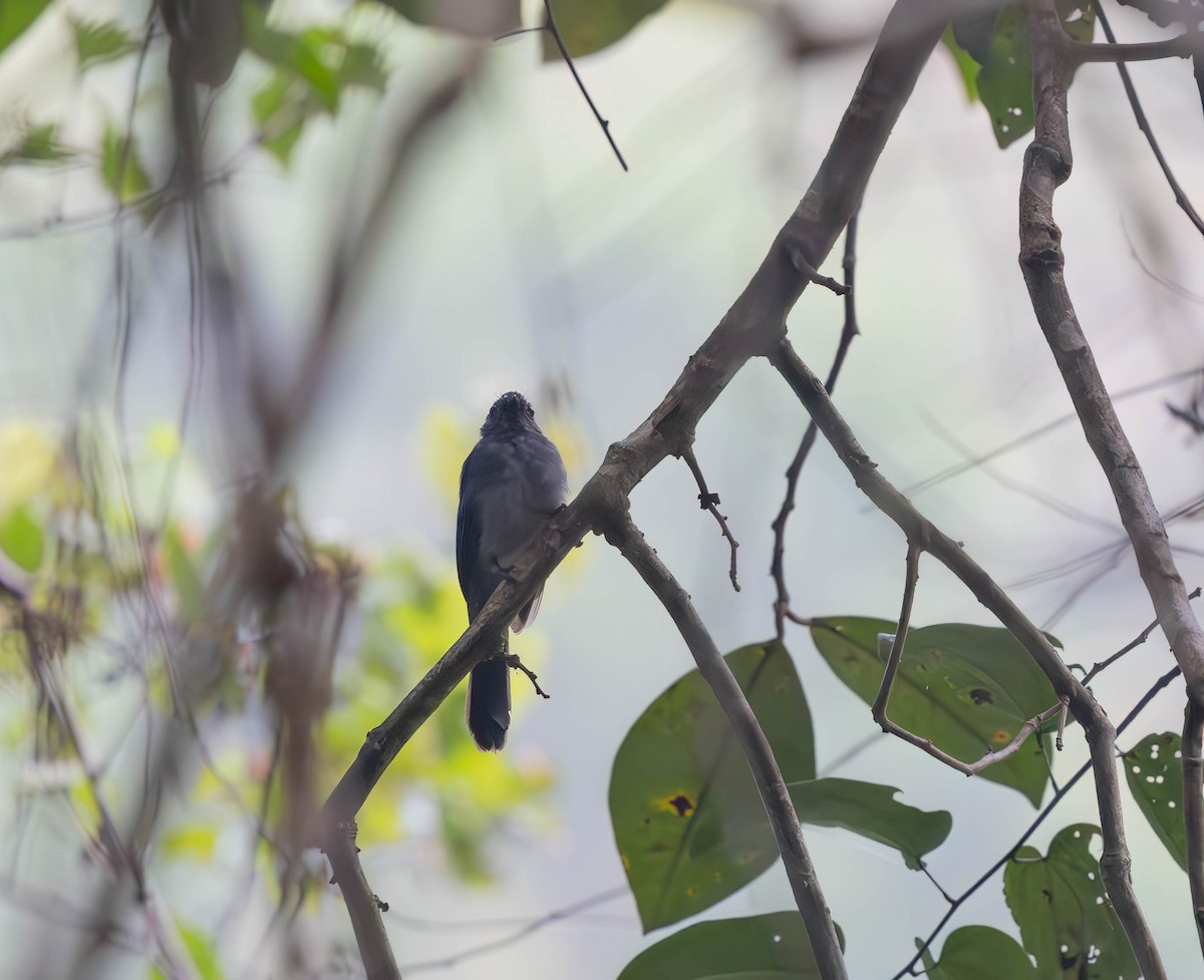 Visayan Blue-Fantail - ML639798481