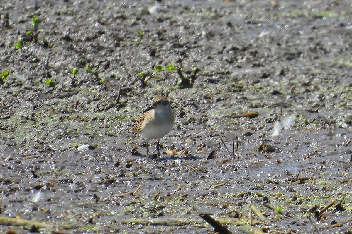 Least Sandpiper - ML639798482