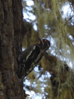 Red-naped x Red-breasted Sapsucker (hybrid) - ML639798496