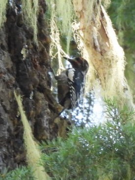 Red-naped x Red-breasted Sapsucker (hybrid) - ML639798500
