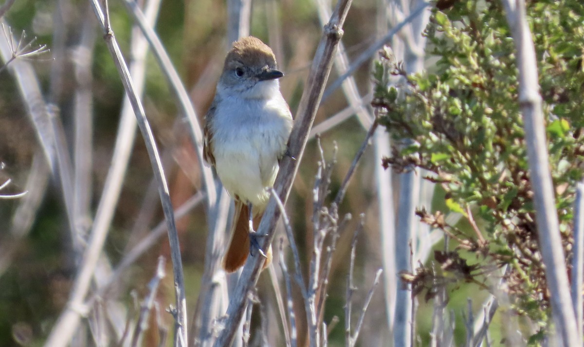 Ash-throated Flycatcher - ML639798508