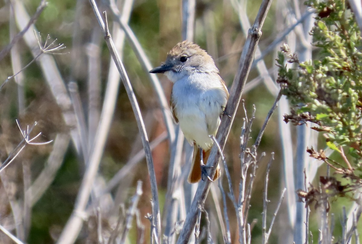 Ash-throated Flycatcher - ML639798514