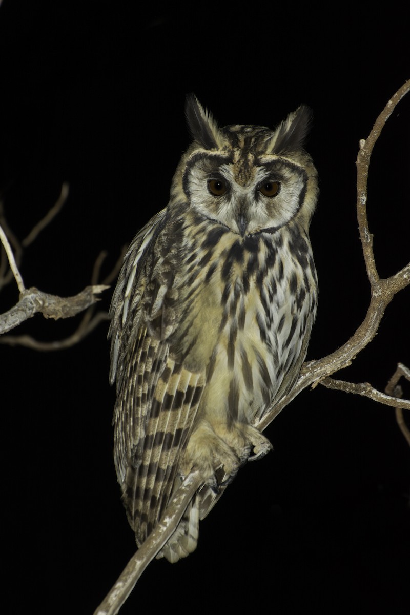 kalous proužkovaný - ML639798579