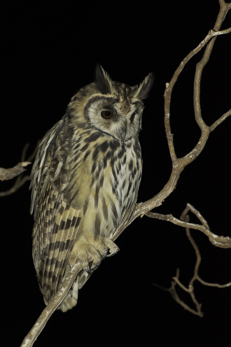 kalous proužkovaný - ML639798580