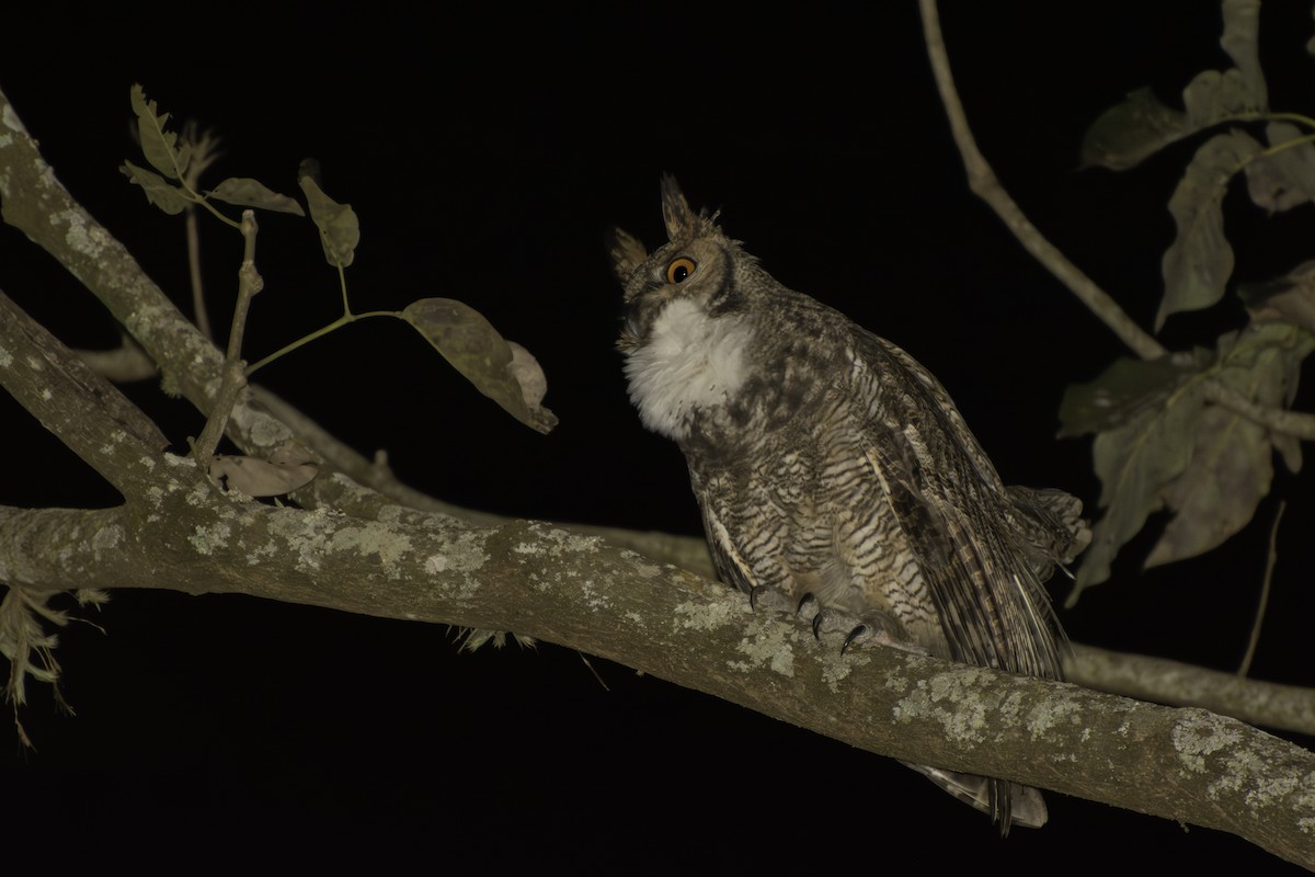 výr virginský - ML639798603