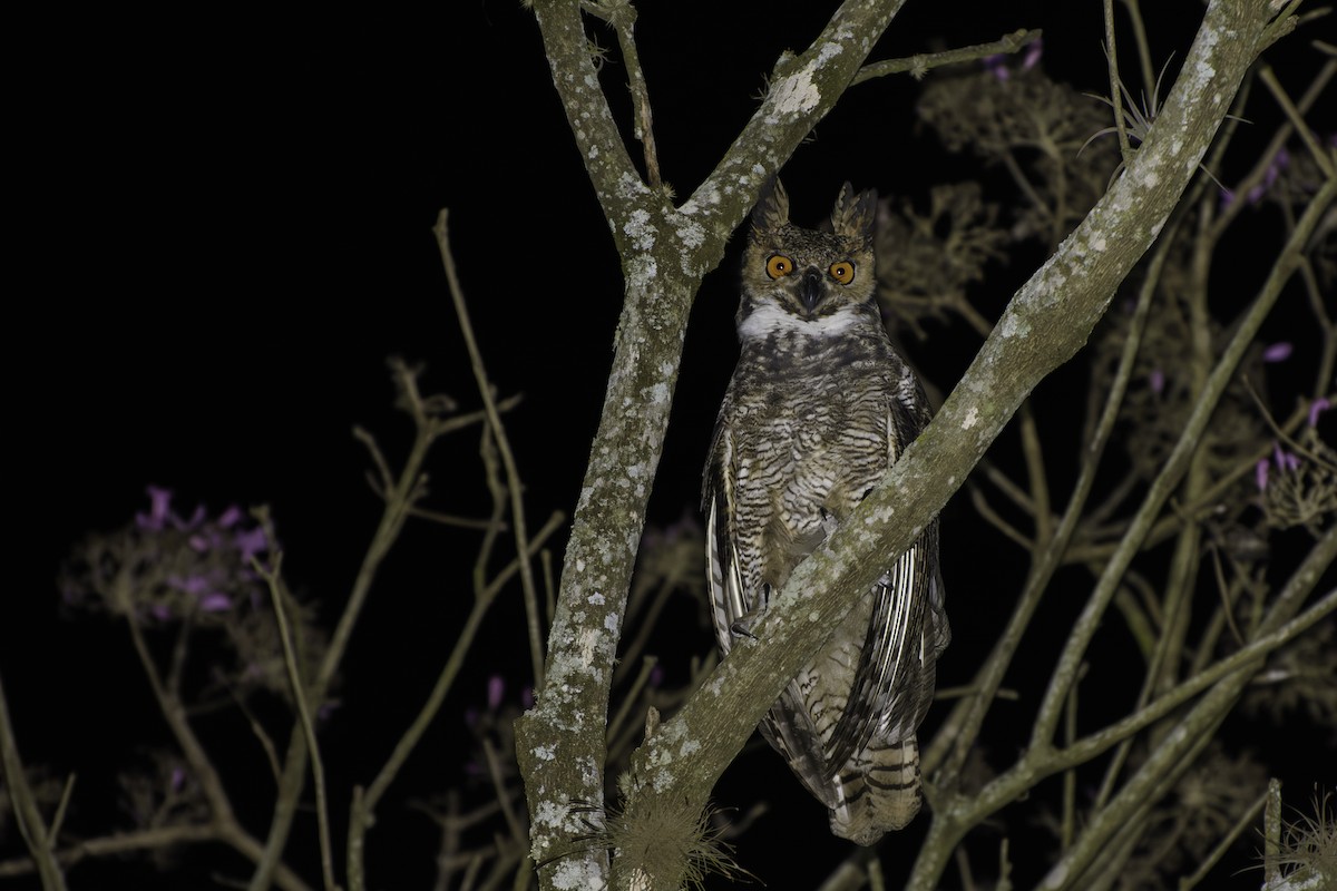 výr virginský - ML639798604