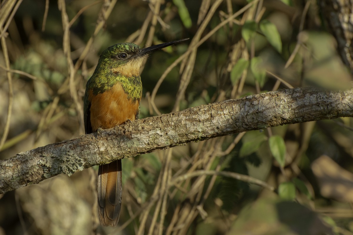 leskovec neotropický - ML639798665