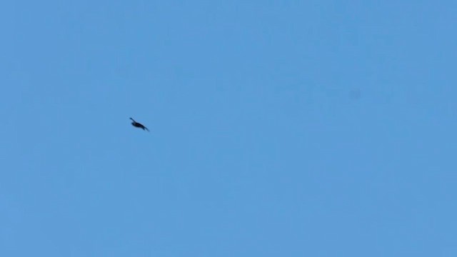 Black Swift - ML639798681