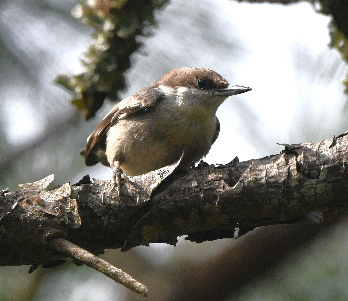 Brown-headed Nuthatch - ML639798700